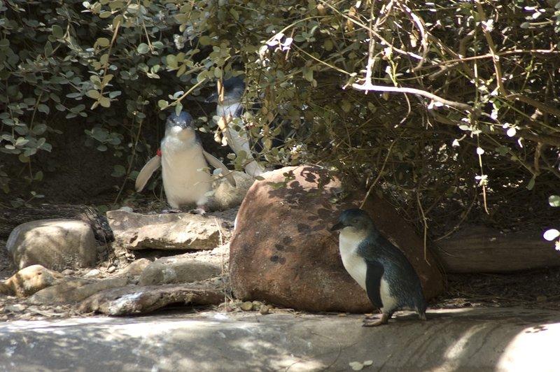 zoo_99 [800x600].jpg